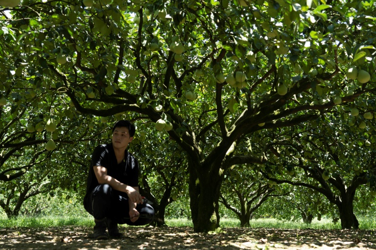 Taiwan fruit, fish farmers feel squeeze of China’s sanctions