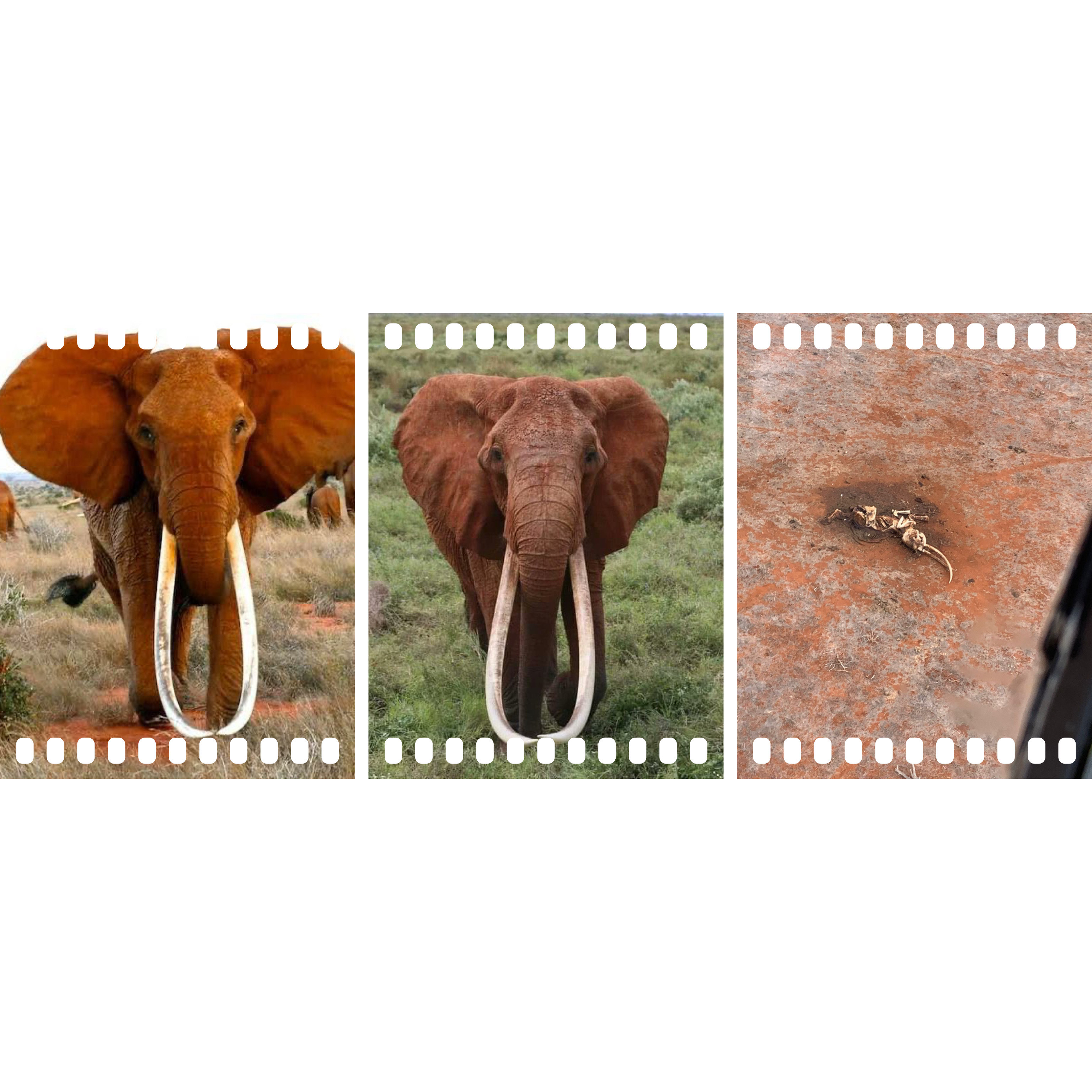 Africa’s oldest female Tusker dies aged 65