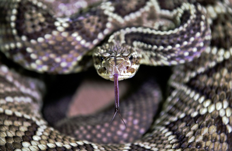 Snakes cause new headache for teams at Fifa World Cup