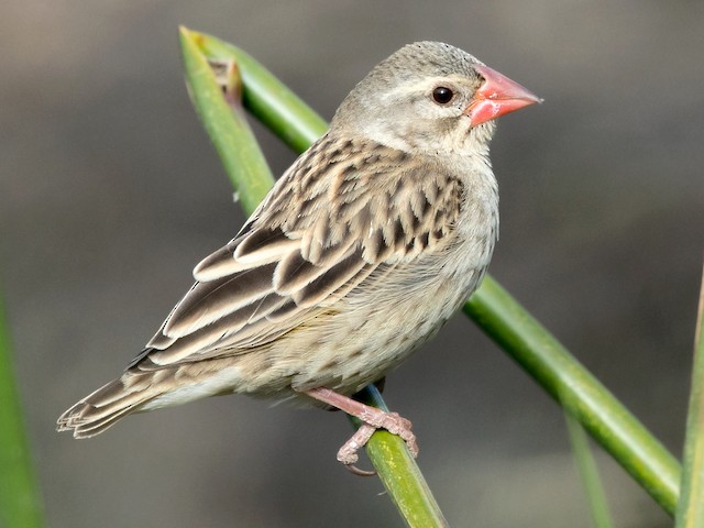 Govt begins campaign to eradicate quelea birds in Kisumu