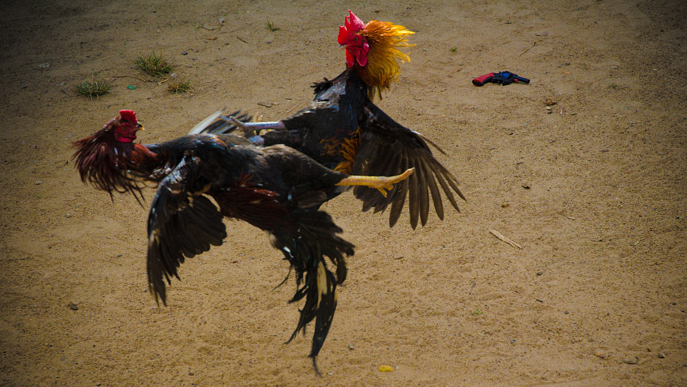Two people dead at chicken fight in Honolulu, Hawaii