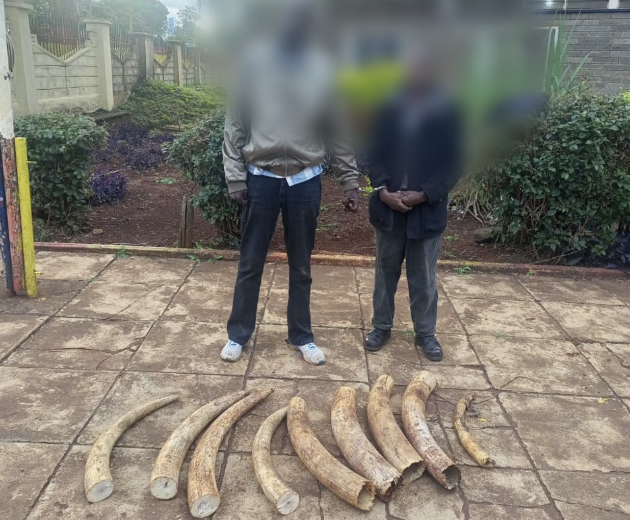 Elephant tusks valued at Sh5.3mn seized in Nyeri, 2 arrested
