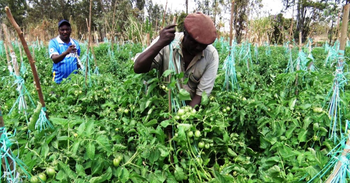 Over 1,700 farmers receive Sh1.9mn climate insurance payout