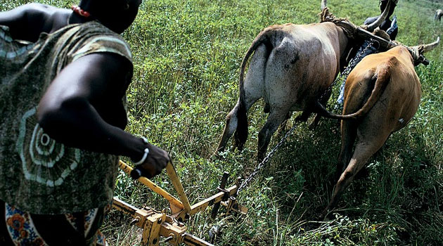Pastoralists urged to diversify income sources to beat aridity