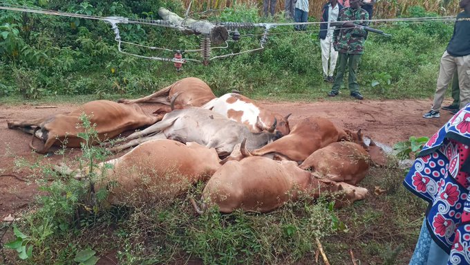 Herders counting losses as 8 cows electrocuted in Rarieda