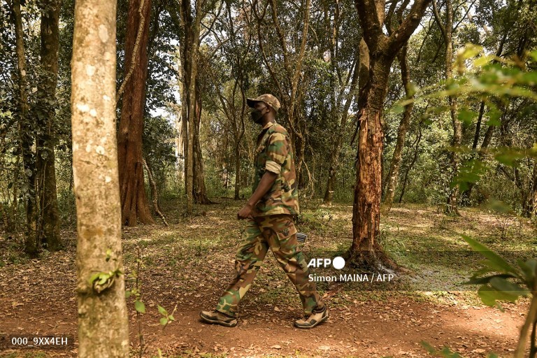 Why President Ruto lifted ban on logging