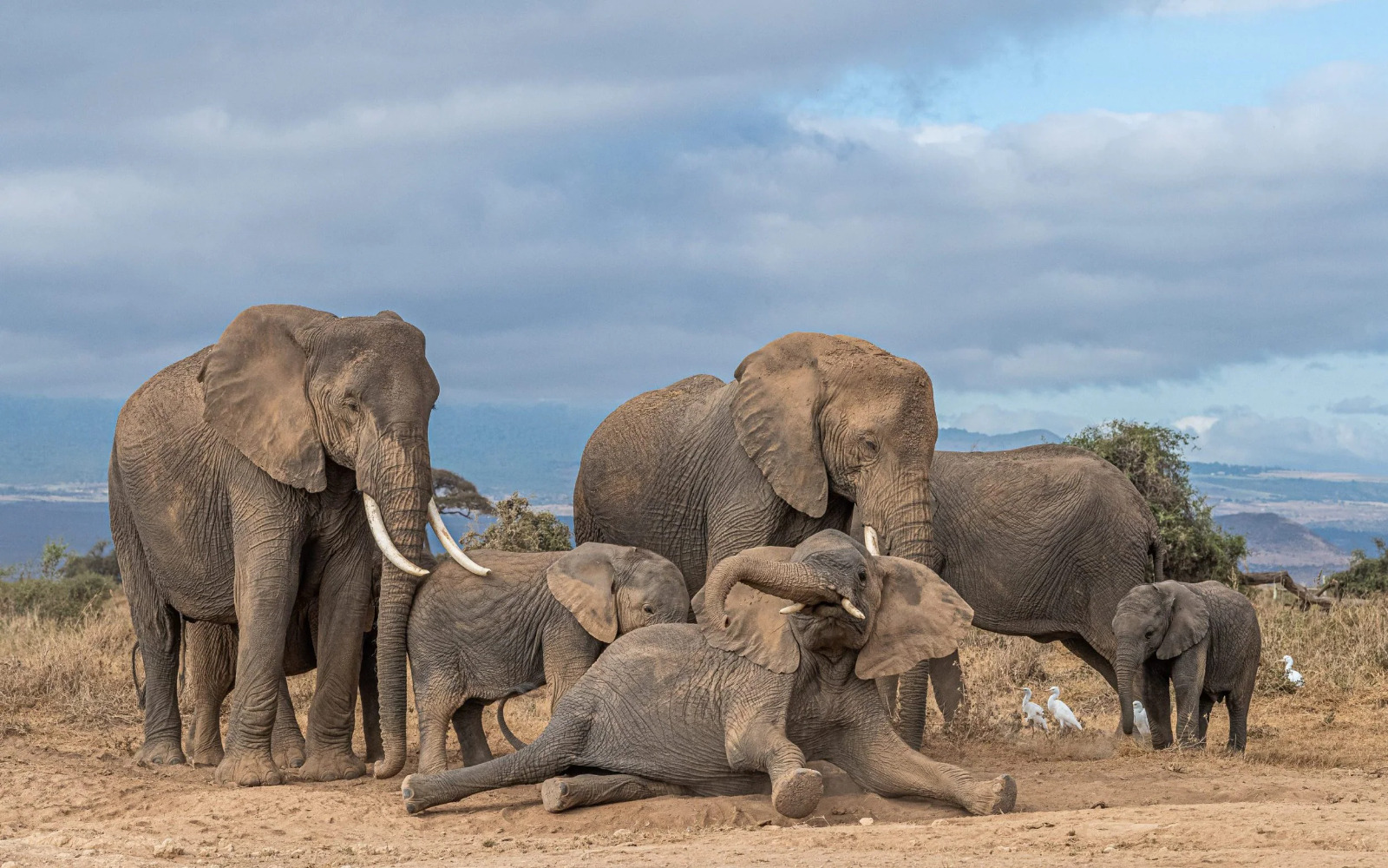 Conservationist travels 3200 Kilometers creating awareness on Elephants