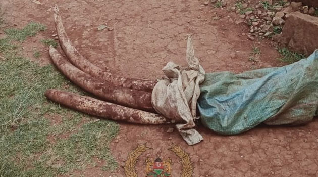 Police recovers ivory valued at Sh10mn in Embu