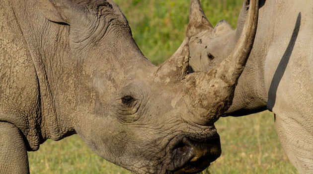 Govt to expand Rhino conservancy space to secure endangered species