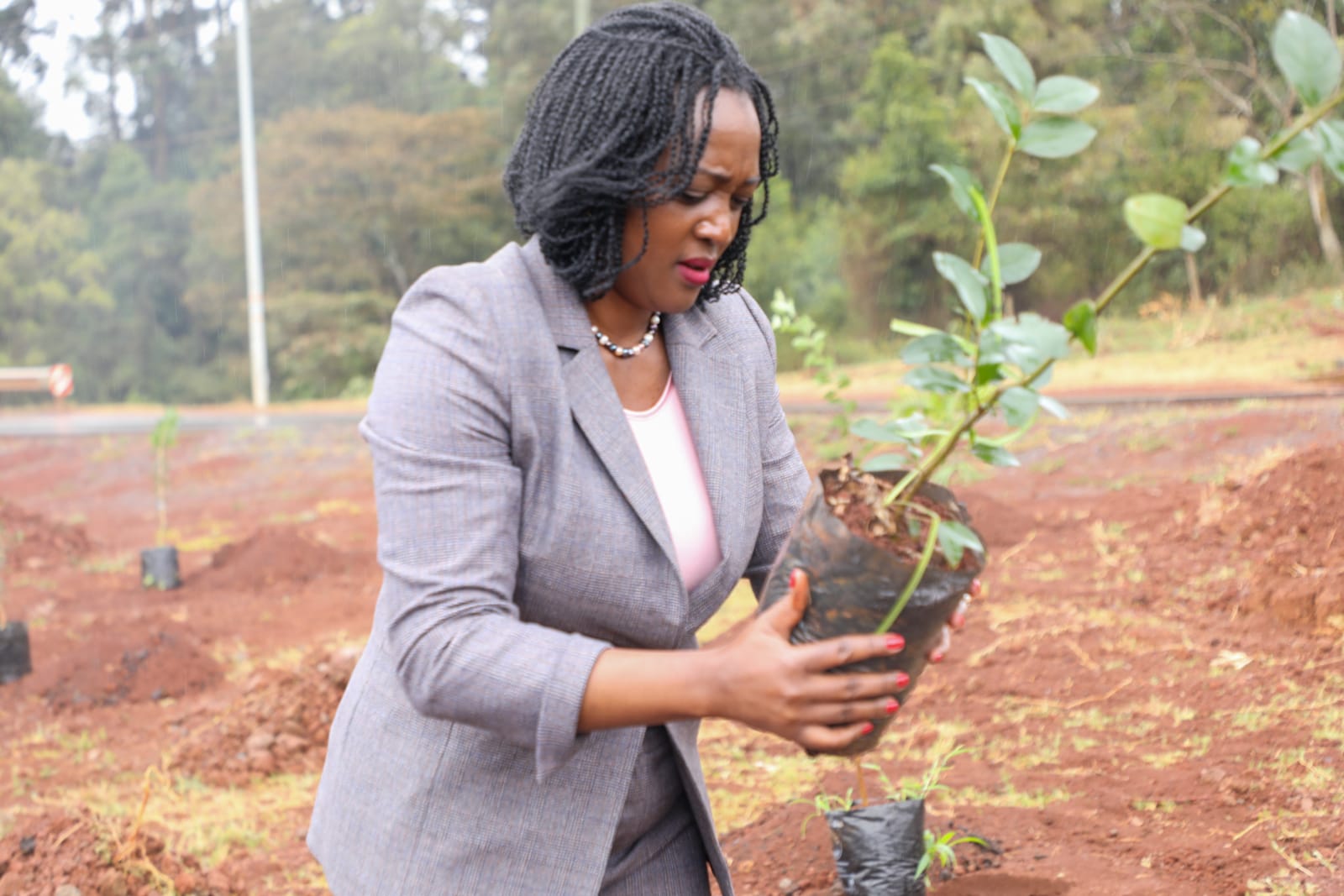 Govt to distribute tree seedlings through chiefs, CS Tuya says