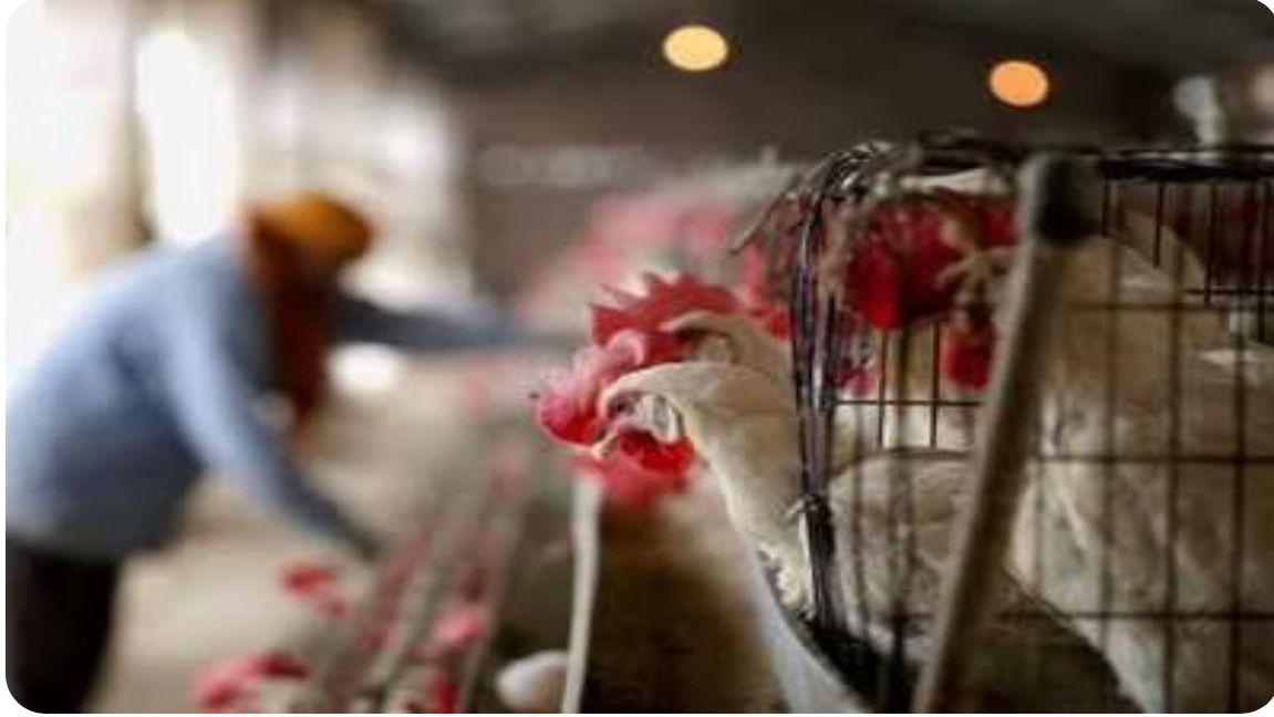 India adopts global practices to fight bird flu without vaccines