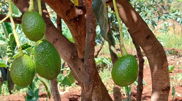 USAID program bolsters Kenya’s prosperity in the avocado market