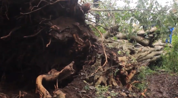 Another Mugumo Tree Falls in Meru County Amidst Political Tensions