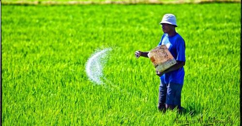 Rice farmers counting heavy losses due to floods