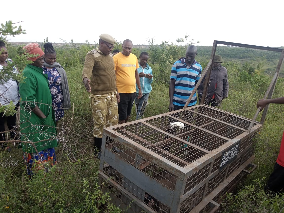 KWS captures hyena in Juja