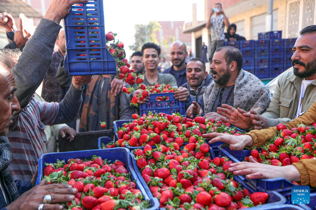 Farmers harvest strawberries in Egypt