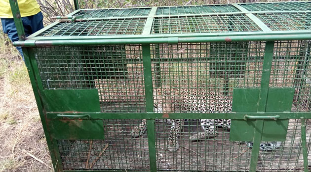KWS rangers capture stray leopard in Kajiado