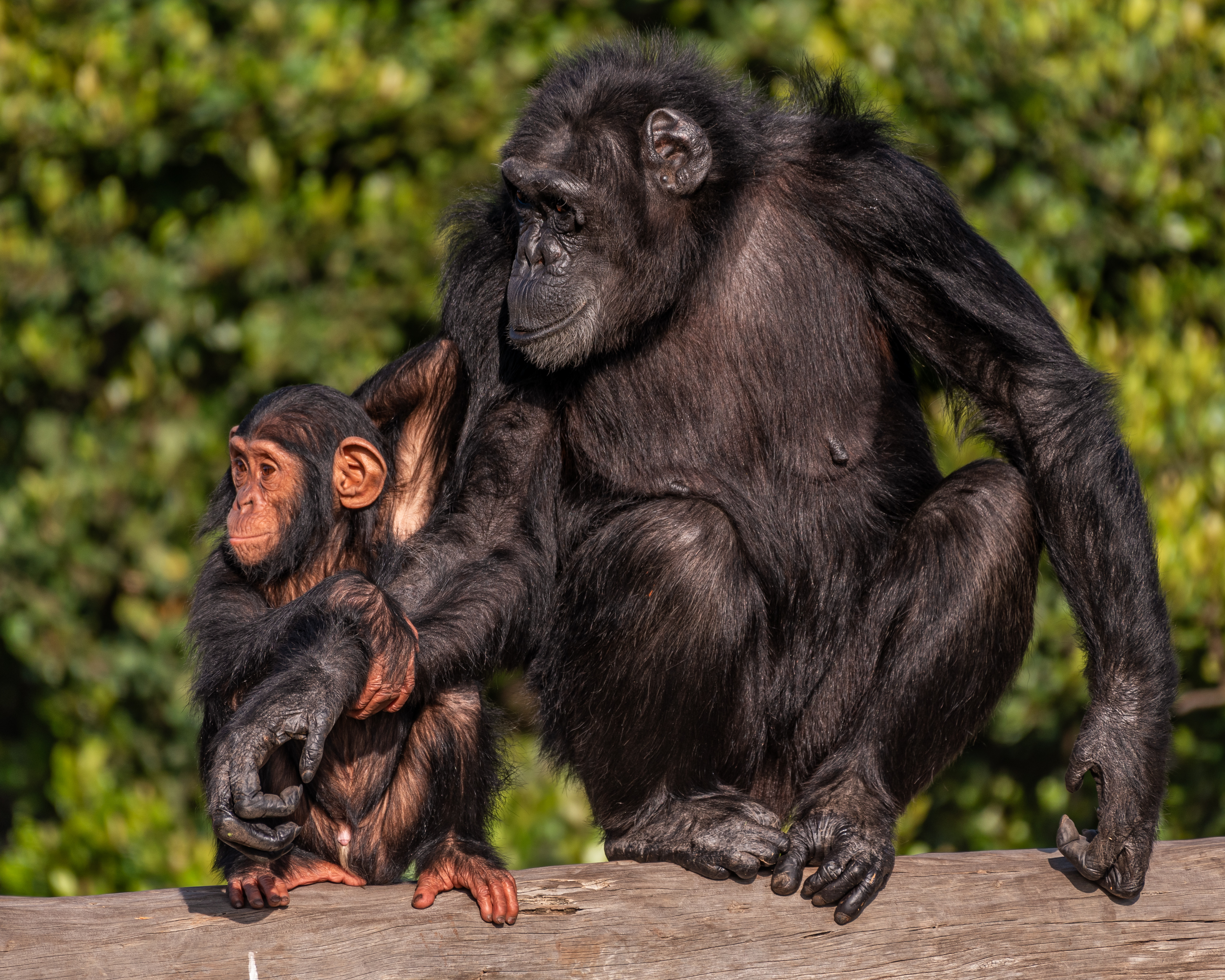 Kenya’s Only Chimpanzee Sanctuary Re-opens After a Three-Year Hiatus