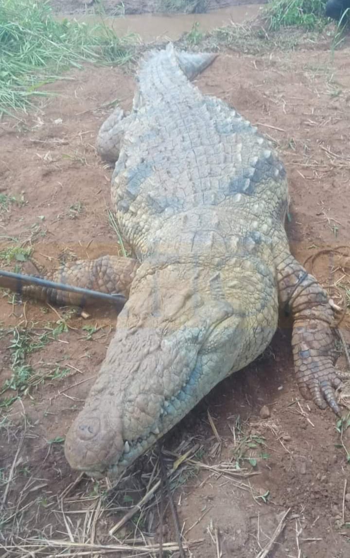 Body of Schoolboy Devoured by Crocodile Found Inside the Reptile