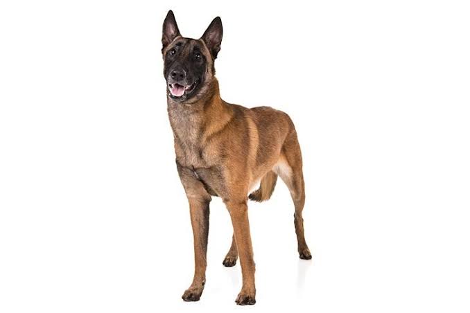 Search Underway for Missing Belgian Malinois Police Dog in Meru