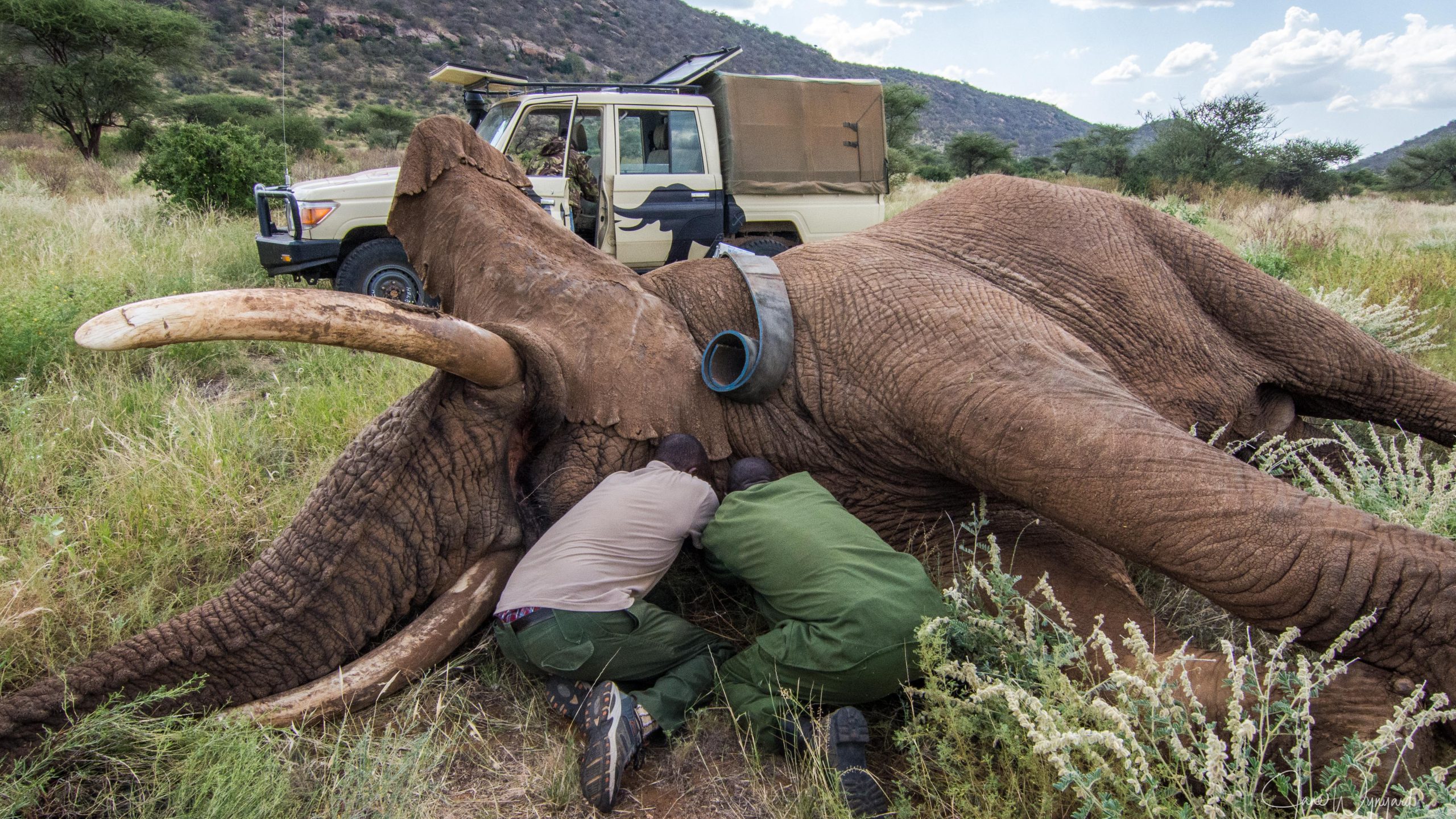 The Elephant Queen: How a wildlife documentary inspired rural Kenya
