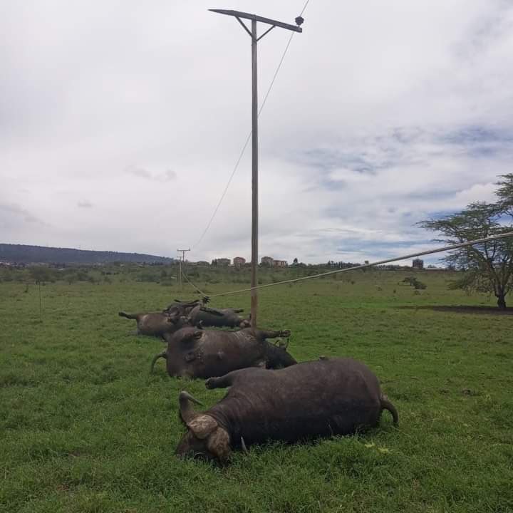 8 buffaloes fatally electrocuted, Kenya Power blames broken cross arms