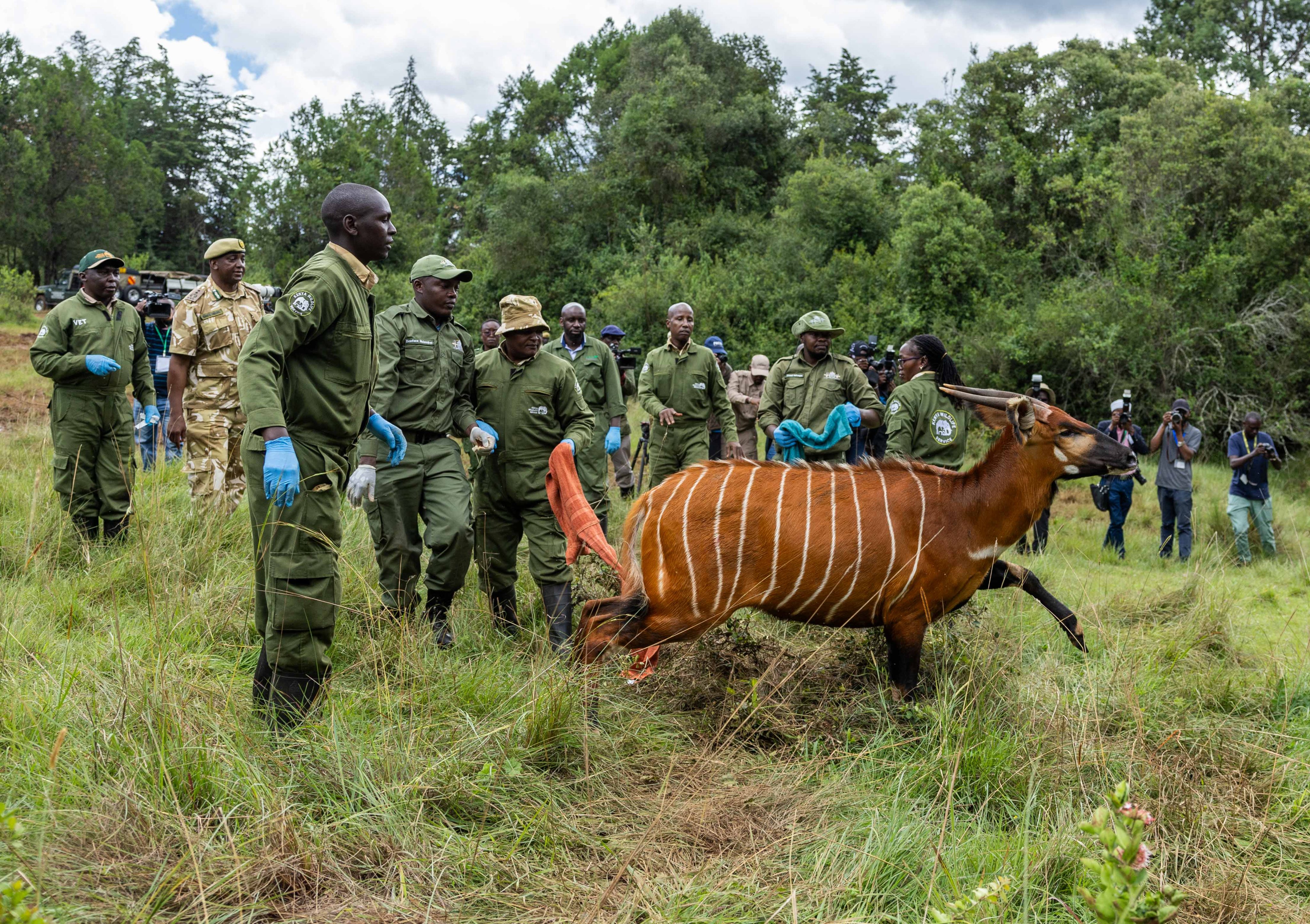 10 Mountain Bongos released into Laikipia’s Mawingu Mountain Bongo Sanctuary