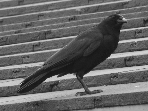 Kenya rolls out poison in bid to cull a million crows
