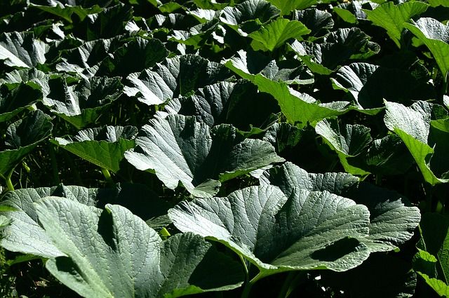 Protection of indigenous crops, vegetables key to hunger eradication