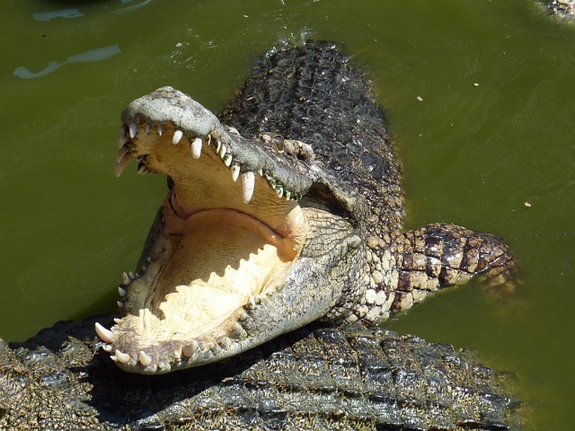 13-year-old boy dies in a crocodile attack in Isiolo