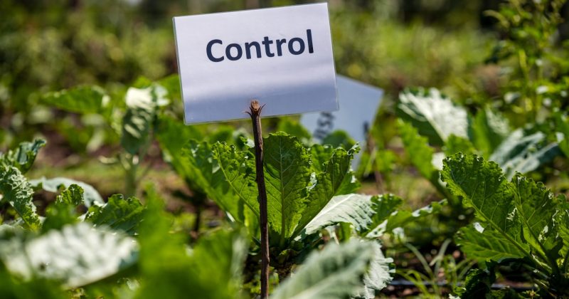 Planting Seeds of Change: How Kenyan Youth Are Redefining Farming