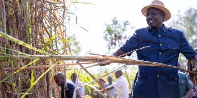 West Kenya Sugar urges import curbs as local production rises