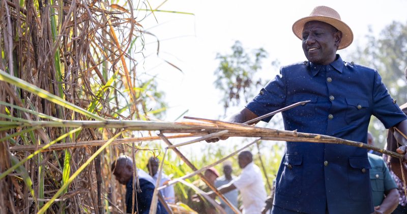 Kenya exits COMESA Sugar Safeguard regime after 24 years