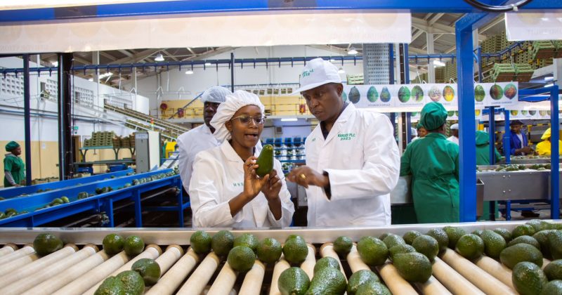 Kakuzi to Provide Free Fruit Maturity Testing for Smallholder Farmers as Hass Avocado Season Begins