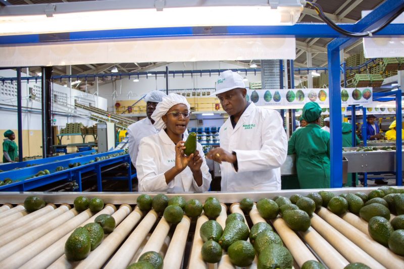 Kakuzi to Provide Free Fruit Maturity Testing for Smallholder Farmers as Hass Avocado Season Begins