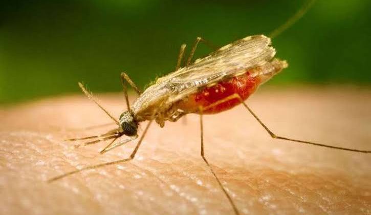 Death toll from the Kal-azar disease in Wajir hits 20