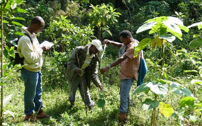 Education Ministry Targets 2,000 Fruit Trees per School to Boost Nutrition, Green Cover