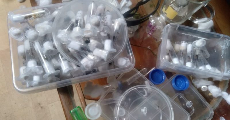 Belgian teens, Vietnamese and Kenyan to pay Sh1mn fine in ant smuggling case