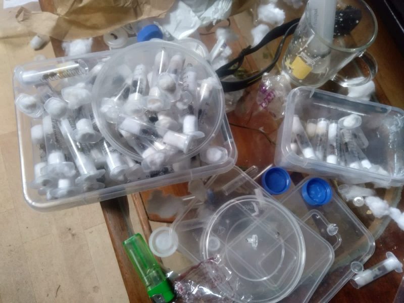 Belgian teens, Vietnamese and Kenyan to pay Sh1mn fine in ant smuggling case