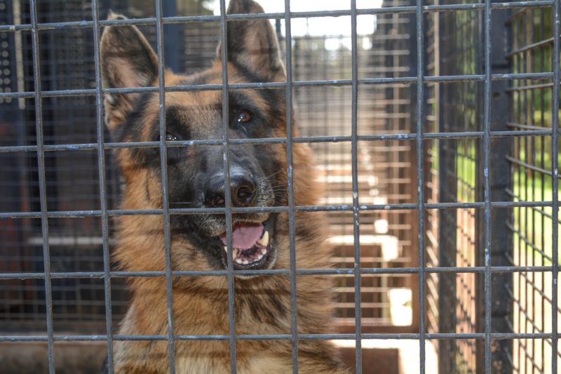 KWS kicks off Canine Handling Course to boost war against wildlife crime