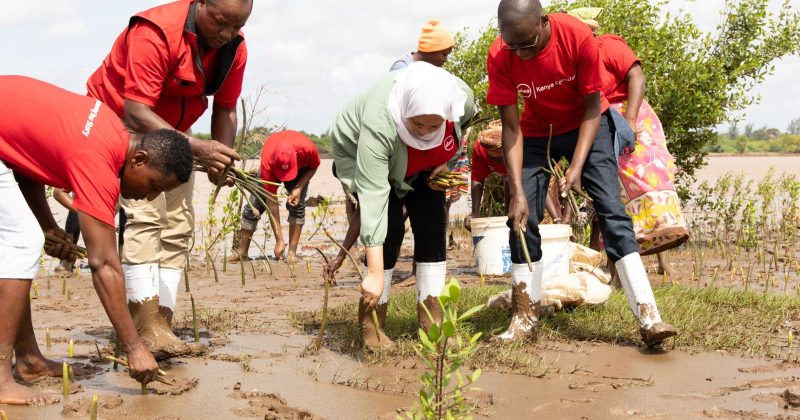 Absa Kenya Foundation Scales Up Mangrove Restoration to 350,000 Trees Across Kenya’s Coastline