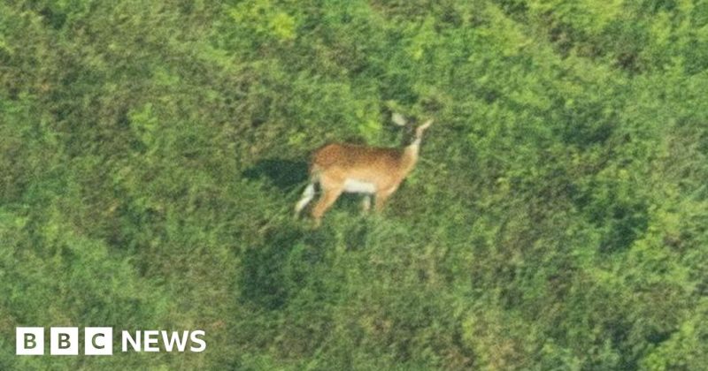 Rare antelope revealed in published photo
