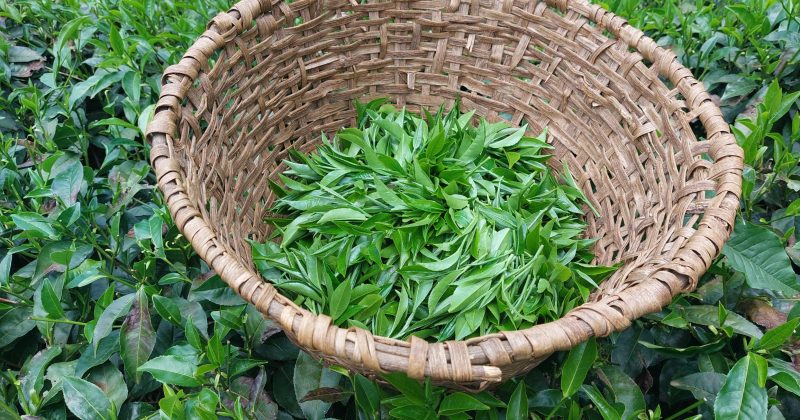 FAO pilots low-carbon tea among small-scale farmers