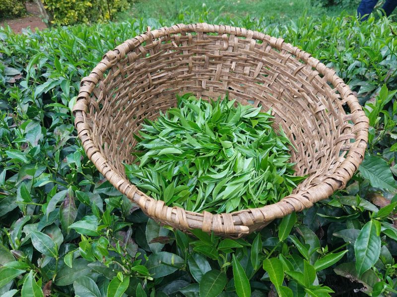 Tea Farmers to Receive KSh2.65B Recovered from Collapsed Banks
