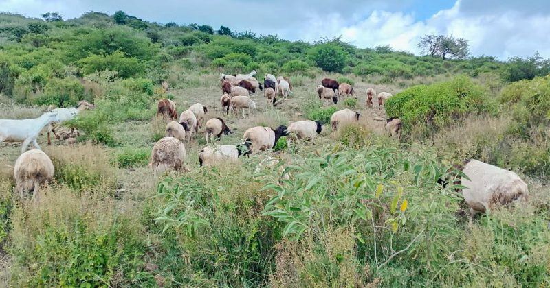 Police recover stolen livestock in Samburu in a fierce firefight with armed raiders 