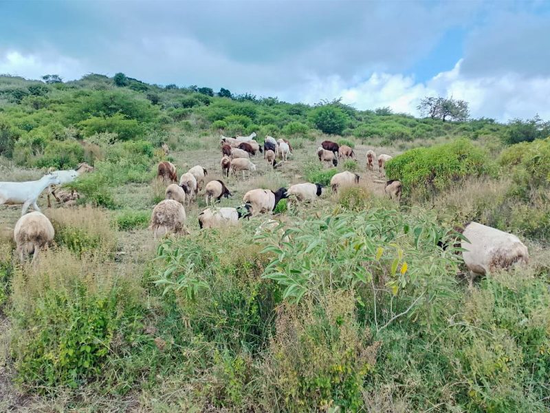 Police recover stolen livestock in Samburu in a fierce firefight with armed raiders 