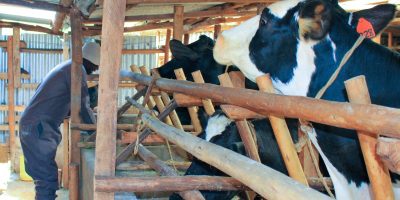 Consumers warn of milk price squeeze as formal supply falls