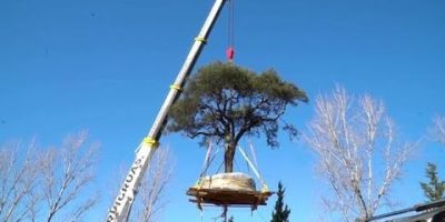 (WATCH) 300 year old tree Quebracho tree moved for road expansion in Argentina despite mass protests