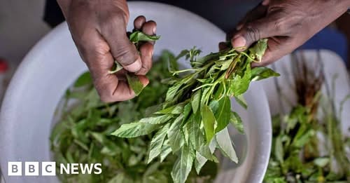 Forgotten ‘weeds’ prove a culinary hit in Kenya