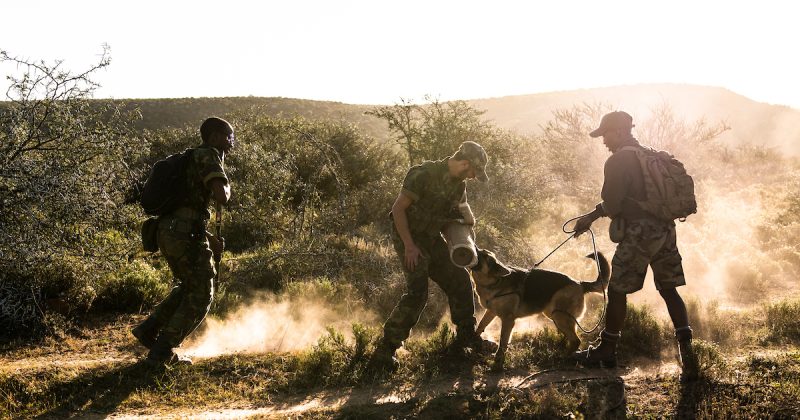 Ranger teams across Africa train ahead of Kenya endurance challenge